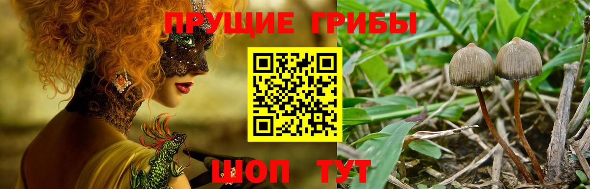 Краснознаменск  купить  цена  Вход с VPN  Псилоцибиновые грибы MAGIC MUSHROOMS 